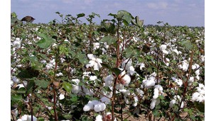 =Magway Region sees brisk sales of cottonseed from gins