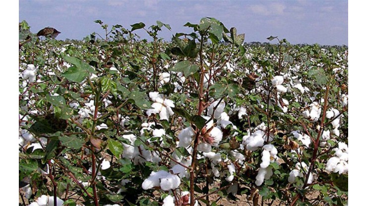 =Magway Region sees brisk sales of cottonseed from gins