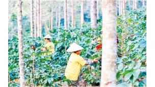 MoALI to grant permits for coffee growers in Pyin Oo Lwin