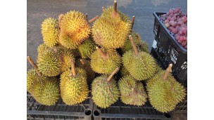 High-priced grafted durians dominate market