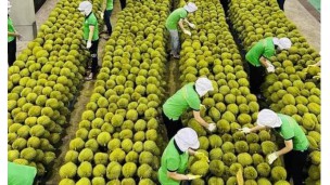 ﻿Agri businesses emphasize enhancing product quality to maintain competitive edge