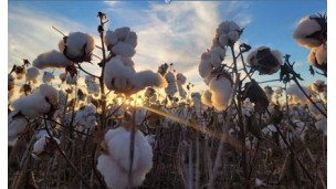 ﻿Big numbers: Exports important to Southern trade
