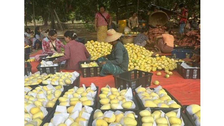 Myanmar’s Seintalone and Shwehinthar mangoes gain regular market share in Chinese market
