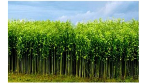 Jute cultivation goes on in full swing in Manikganj 