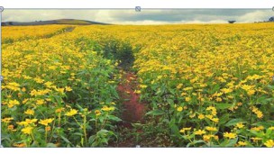 ﻿Niger seed sees good transactions in Mandalay market
