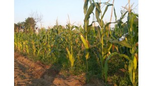 ﻿Foreign demand drives maize prices up