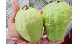 အိန္ဒိယနိုင်ငံ၏ ရာသီဥတု ကောင်းမွန်သောကြောင့် မာလကာသီးအထွက်နှုန်းမြင့်တက်