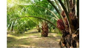 Oil palm cultivation exceeds 395,000 acres in Oct in Taninthayi