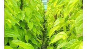 Betel leaf trade rises in Kyaukse despite low yield