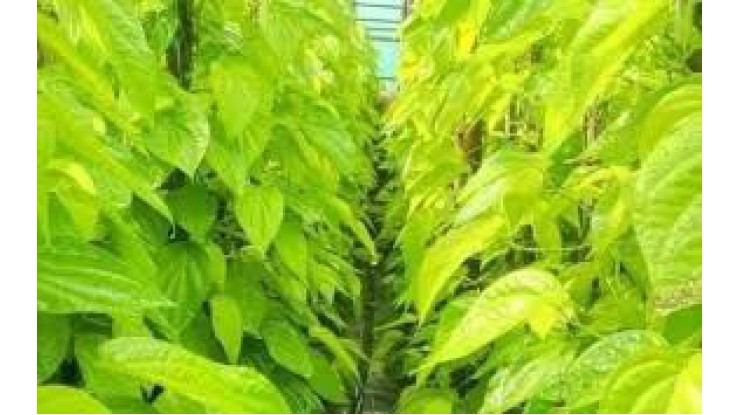 Betel leaf trade rises in Kyaukse despite low yield