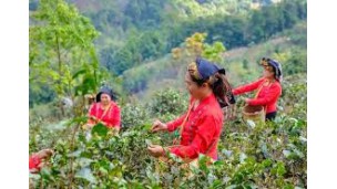 Southern Shan State’s dried tea leaves fetch high prices