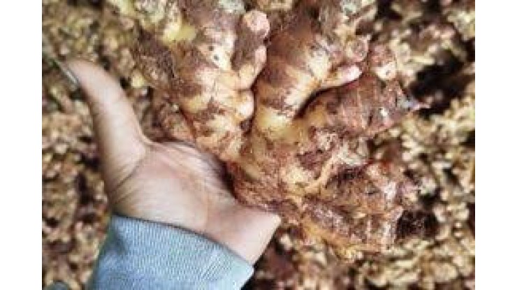 Myawady orders most ginger from Naungtaya
