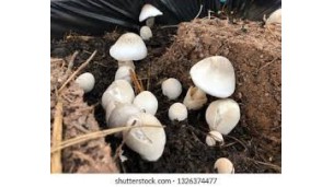  Straw mushroom growers expand, increasing production