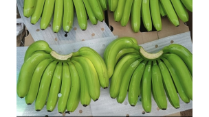 အိန္ဒိယမှ ငှက်ပျောစပ်မျိုးသစ်များသည် ရောဂါဒဏ်ခံနိုင်ရန်နှင့် အထွက်နှုန်းမြင့်မားရေး စိန်ခေါ်မှုများကို ရင်ဆိုင်ရန် ပြင်ဆင်