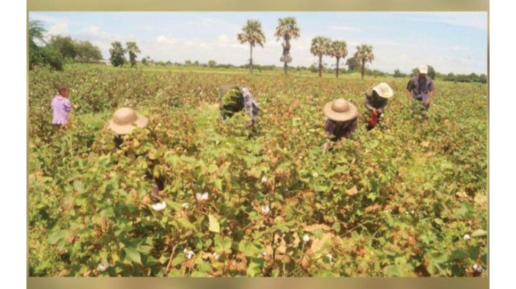 အမှတ်(၃) အကြီးစားစက်မှုလုပ်ငန်းသည် ဝါဝယ်ယူရေးအတွက်တင်ဒါများဖိတ်ခေါ်