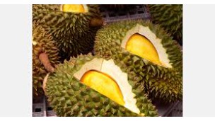 မလေးရှားနိုင်ငံသည် တရုတ်နိုင်ငံသို့  ဒူးရင်းသီး ရောင်းချခြင်းမှအမေရိကန်ဒေါ်လာ ၂၁ သန်း ရရှိရန် ရည်မှန်းထား