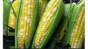 Steady corn price expects to rise further