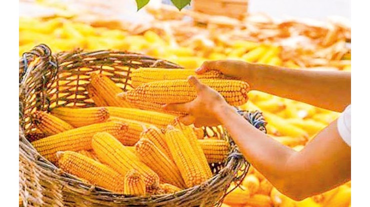 Myanmar begins zero-tariff maize exports to Thailand