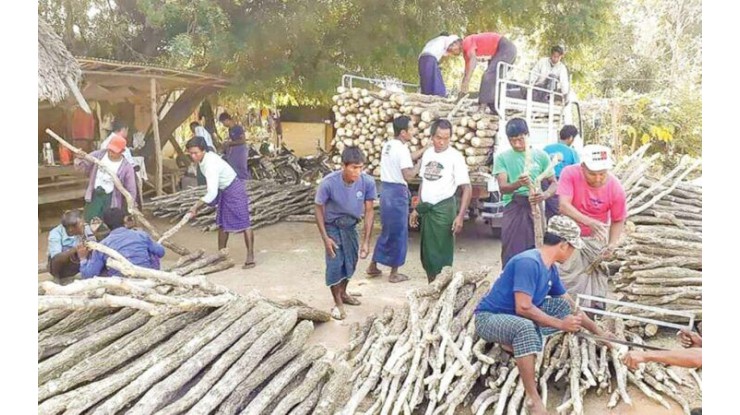 Myanma Thanaka showcased ahead of UNESCO submission