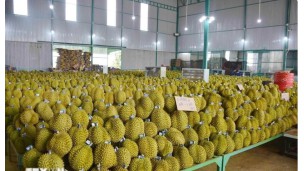 Vietnam's agricultural product exports shine in 2024
