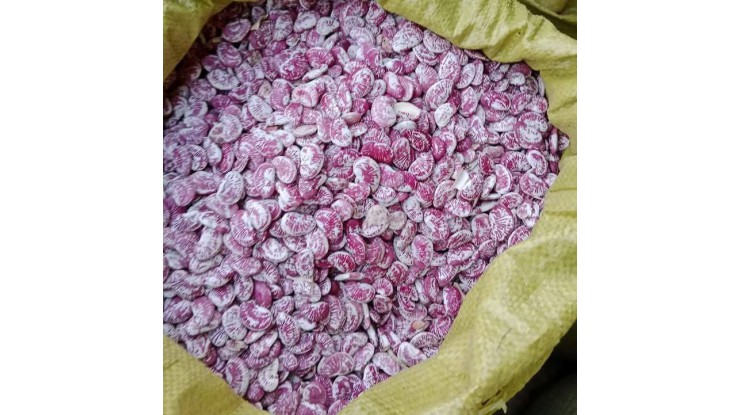 With high domestic consumption, dried butterfly bean receives overseas orders