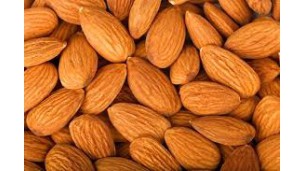 Spain forecasts 373,558-ton almond harvest as demand rises and organic farming expands