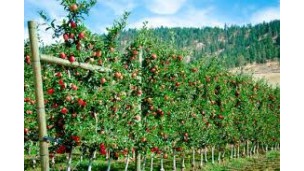 Uzbekistan to support small farmers and expand agricultural exports