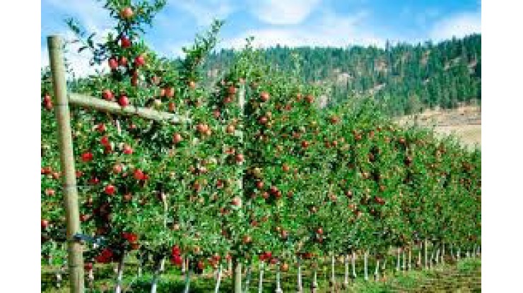 Uzbekistan to support small farmers and expand agricultural exports