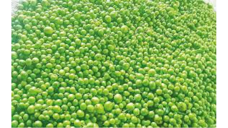Myeik’s seasonal Marian plums in high demand from Thailand