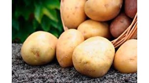 Poland ranks 9th in global potato production with 8.2 million tons, ahead of the Netherlands