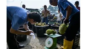 ဗီယက်နမ်နှင့် မလေးရှားတို့တွင် ရာသီဥတုဆိုင်ရာ စိန်ခေါ်မှုကြောင့် ဒူးရင်းဈေးများ ကျဆင်း