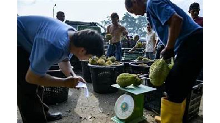 ဗီယက်နမ်နှင့် မလေးရှားတို့တွင် ရာသီဥတုဆိုင်ရာ စိန်ခေါ်မှုကြောင့် ဒူးရင်းဈေးများ ကျဆင်း