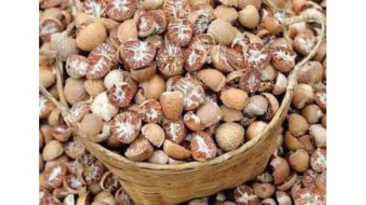 India resumes areca nut purchase from Myanmar this year