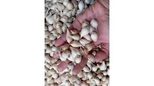 Single-clove garlic trade still on the rise