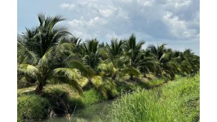 Thai fragrant coconut supply is expected to normalize by mid-to-late March