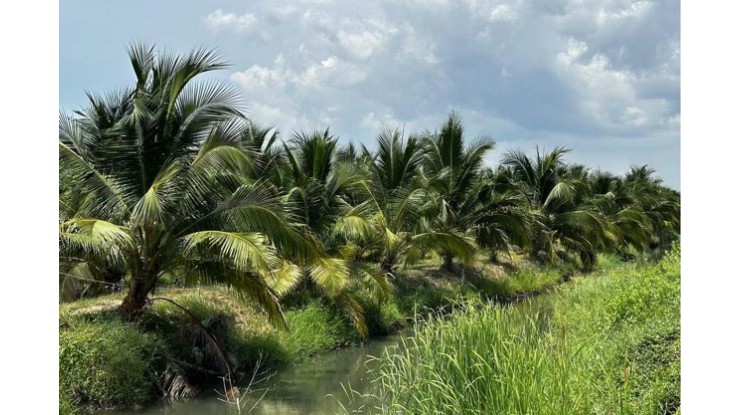 ထိုင်းအုန်းချိုမွှေး တင်ပို့မှုမှာ မတ်လလယ်မှ မတ်လနှောင်းပိုင်းအတွင်း ပုံမှန်ပြန်ဖြစ်မည်ဟု ခန့်မှန်းထား