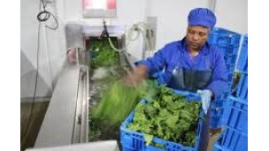 New Zealand vegetable supply at risk due to regulatory challenges, growers warn