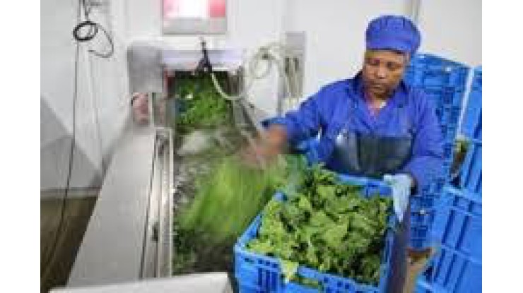 New Zealand vegetable supply at risk due to regulatory challenges, growers warn