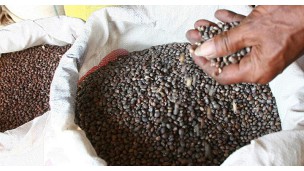 India extends one-year free import policy for urad