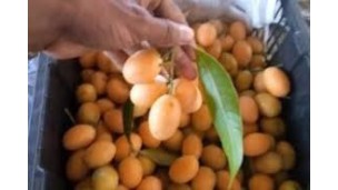 Early sweet marian plum sells well in Toungoo