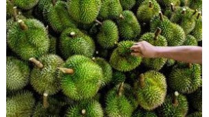 Thailand's fruit exports hit $6.5 billion, driven by durian demand