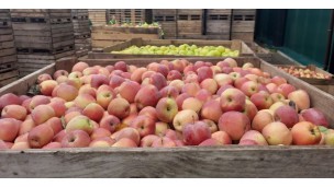 Canada opens market to Ukrainian apple imports