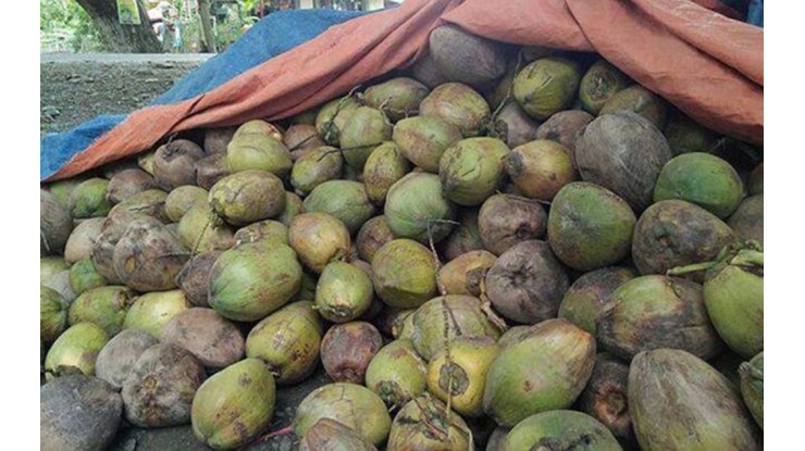MFVP သည် အုန်းမှုတ်ခွက် လက်မှုပစ္စည်း ရောင်းချသူများကို ကိုရီးယားဈေးကွက်ကို တင်ပို့ရန် တိုက်တွန်း