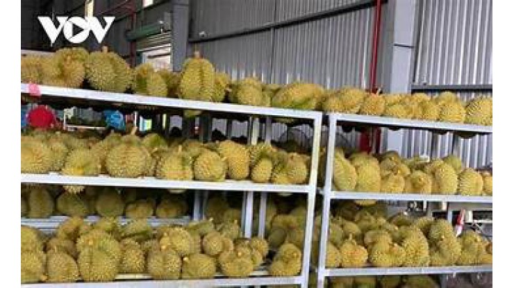 ဗီယက်နမ်နိုင်ငံသည် တရုတ်နိုင်ငံနှင့် သစ်သီးဝလံကုန်သွယ်မူတွင် ဒူးရင်းသီး တင်ပို့မှုက စံချိန်တင် မြင့်တက်စေ