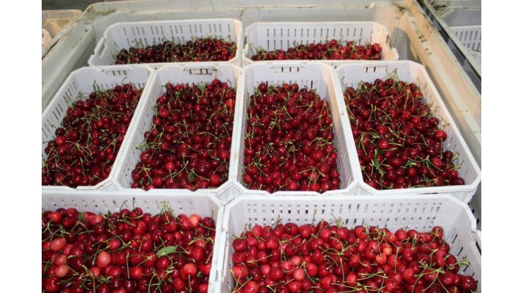 ၂၀၂၅-၂၀၂၆ ရာသီအတွက် ပထမဆုံး ချီလီချယ်ရီသီးများကို တရုတ်နိုင်ငံသို့ လေကြောင်းဖြင့် ပို့ဆောင်ခဲ့