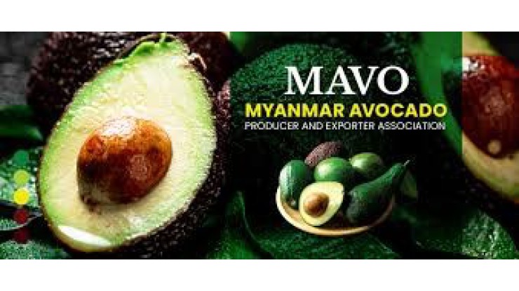 မြန်မာနိုင်ငံကုန်သွယ်မှုမြှင့်တင်ရေးအဖွဲ့(MTPO) သည် ယခုရာသီတွင် အိန္ဒိယသို့ အေးခဲထားသော ထောပတ်သီးတန်ချိန် ၂၀၀ တင်ပို့ရန် ဆွေးနွေး မြန်မာနိုင်ငံကုန်သွယ်မှုမြှင့်တင်ရေးအဖွဲ့(MTPO) သည် ယခုရာသီတွင် အိန္ဒိယသို့ အေးခဲထားသော ထောပတ်သီးတန်ချိန် ၂၀၀ တင်ပို့ရန် ဆွေးနွေး