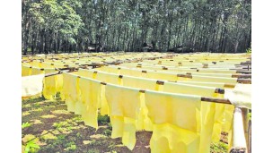 မြန်မာနိုင်ငံသည် တစ်ဧကလျှင် ရာဘာအထွက်နှုန်း ပေါင် ၁,၀၀၀ အထက်သို့ မြှင့်တင်ရန် စတင်ဆောင်ရွက်