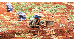  ရာသီပွဲတော်ကာလများအတွင်း ဝယ်လိုအားမြင်မားမှုကြောင့် အာလူးစျေးကွက် မြင့်တက်လျက်ရှိ