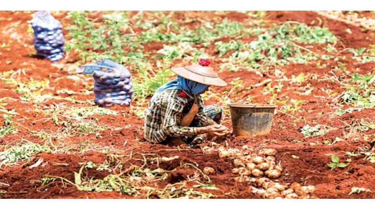  ရာသီပွဲတော်ကာလများအတွင်း ဝယ်လိုအားမြင်မားမှုကြောင့် အာလူးစျေးကွက် မြင့်တက်လျက်ရှိ