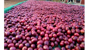 ရိုဘတ်စတာကော်ဖီ ဧက ၂၀,၀၀၀ စိုက်ပျိုးမည်